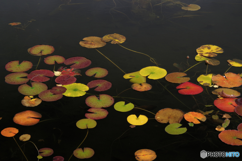 水面の紅葉
