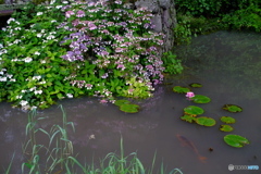水辺の一コマ