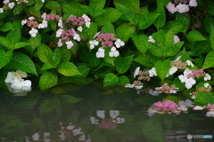 水辺の花