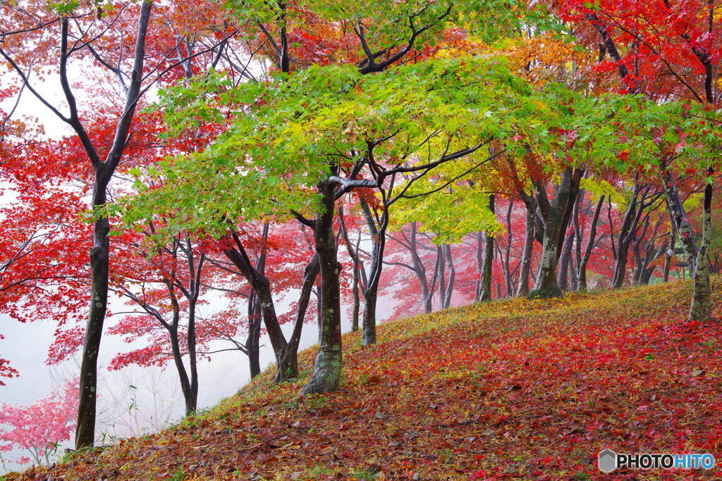 霧巻く紅葉山