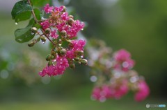 雨の百日紅