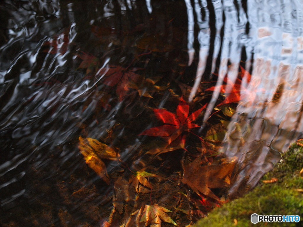 水の中の紅葉