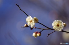 早春１