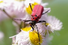 ベニカマキリ