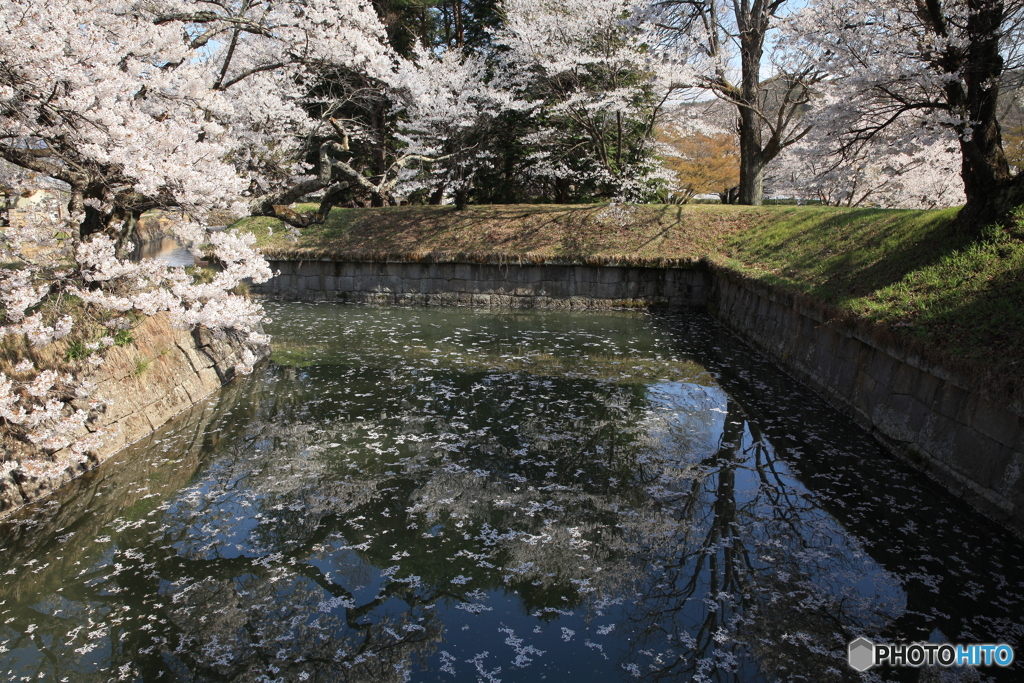 お堀の桜