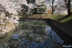 お堀の桜