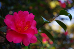 山茶花２