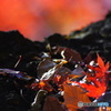紅葉谷８
