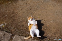かまってニャン