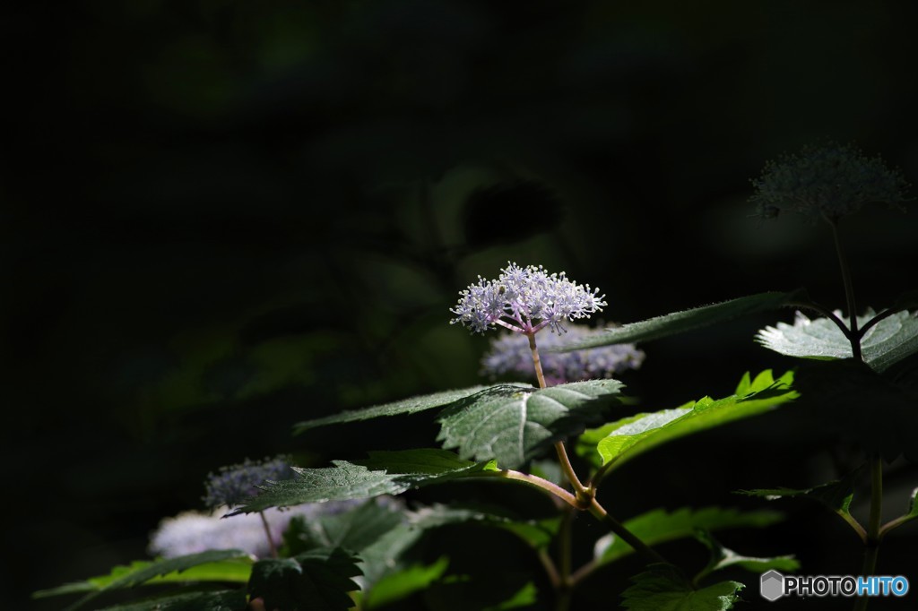 木漏れ日を浴びて