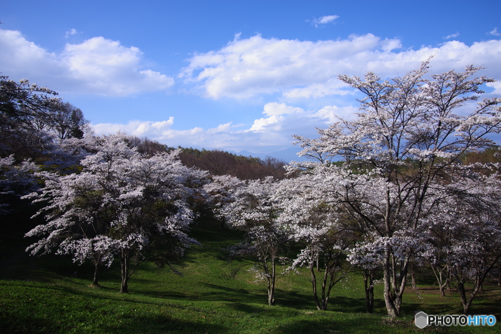 青空と雲と桜