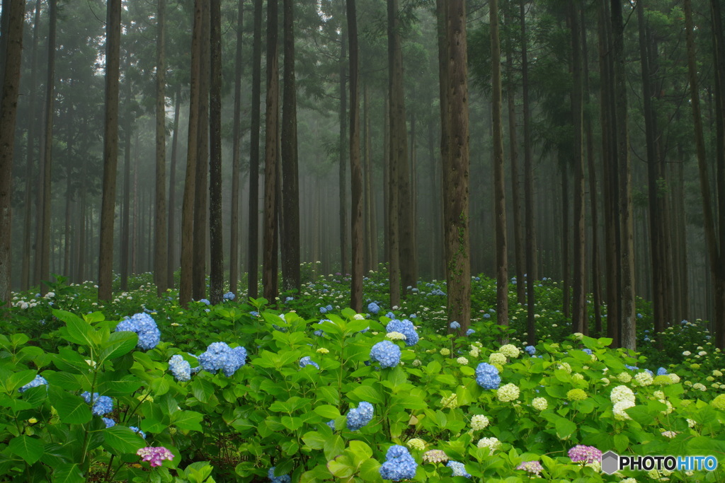 霧の中で