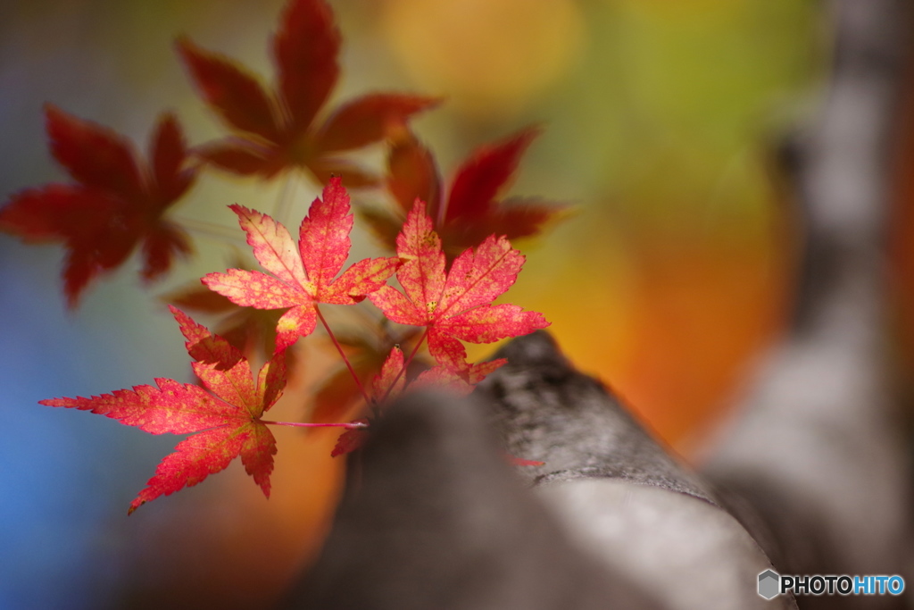 紅葉谷４