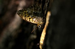 ヤマキマダラヒカゲ