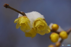 雪と蝋梅