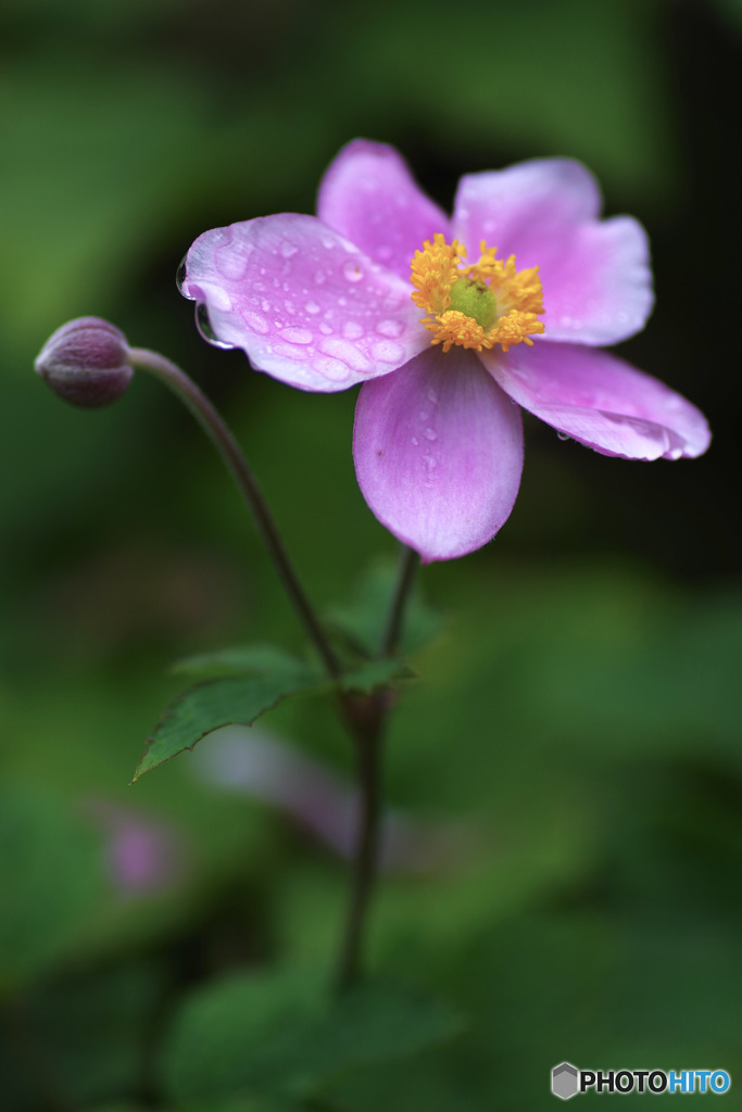 秋明菊