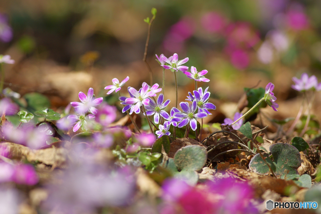 花は野のまま６