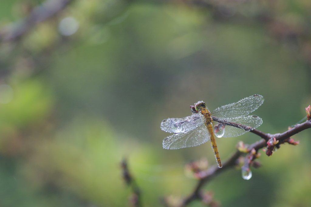 霧雨の中で２