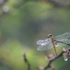 霧雨の中で２