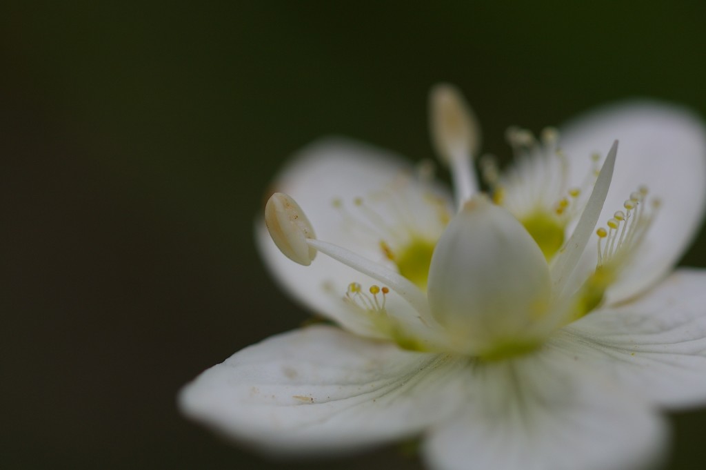 高原の花