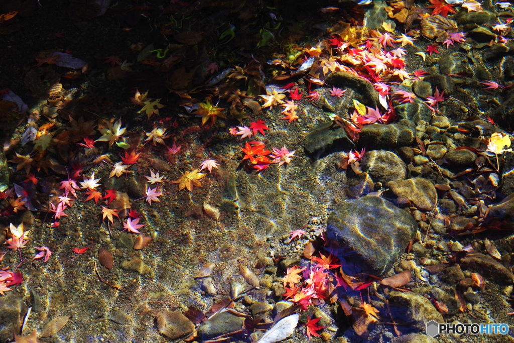 水紅葉3