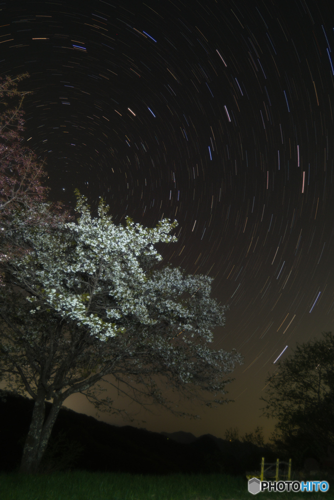 夜桜