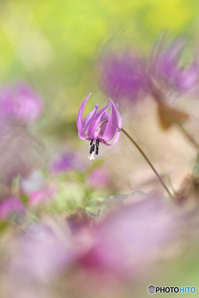 花は野のまま４