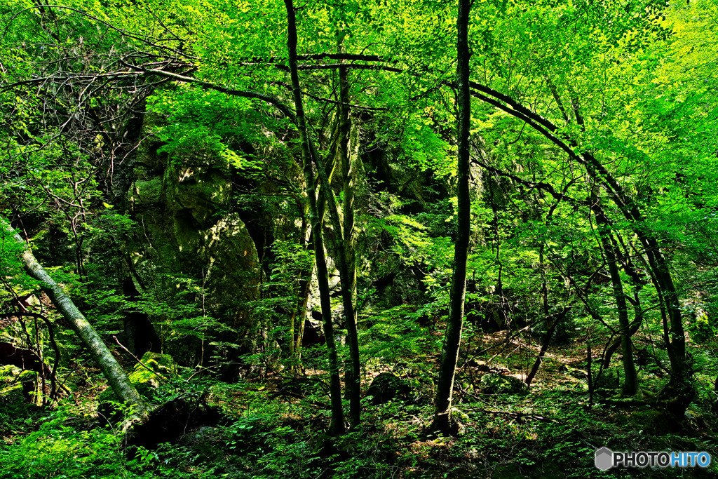 森の荒景