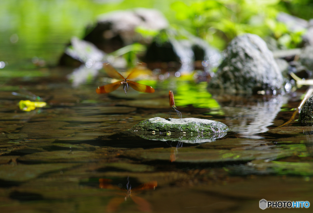 水辺の風景
