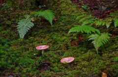 潤いの森