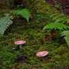 潤いの森