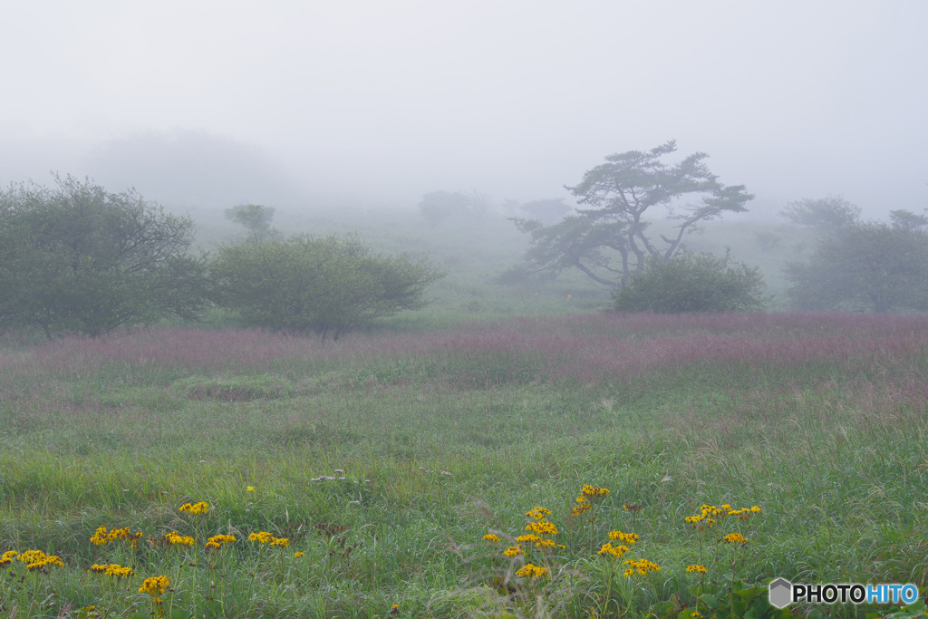 朝霧