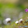 花は野のまま