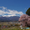 青空と桜４