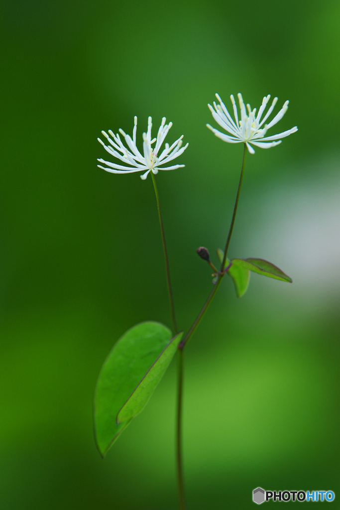 高原の花４