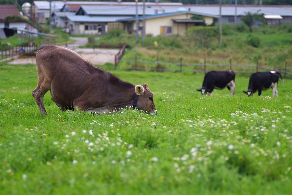 カモミール畑で一休み