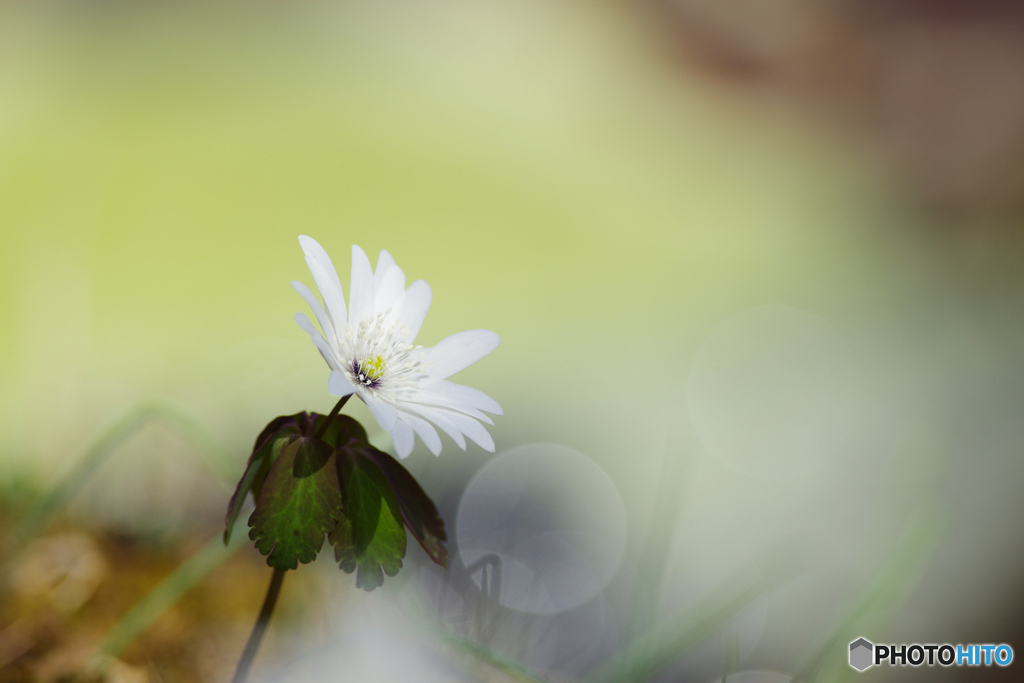花は野のまま２