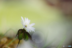 花は野のまま２