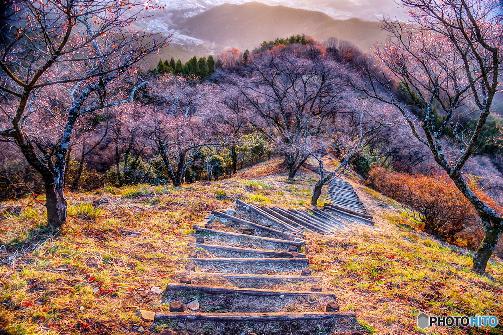 朝日の桜山