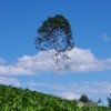 角間峠の一本の白樺