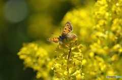 お花畑の中で