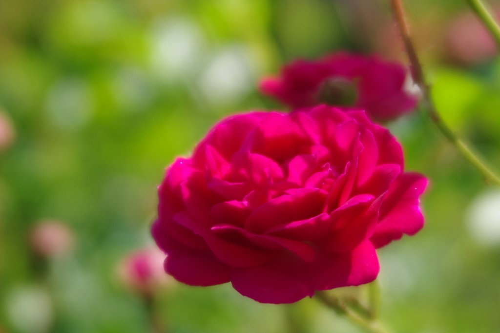 薔薇