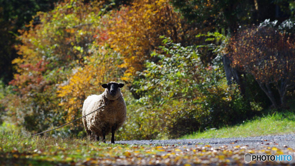 自由が欲しいよ！