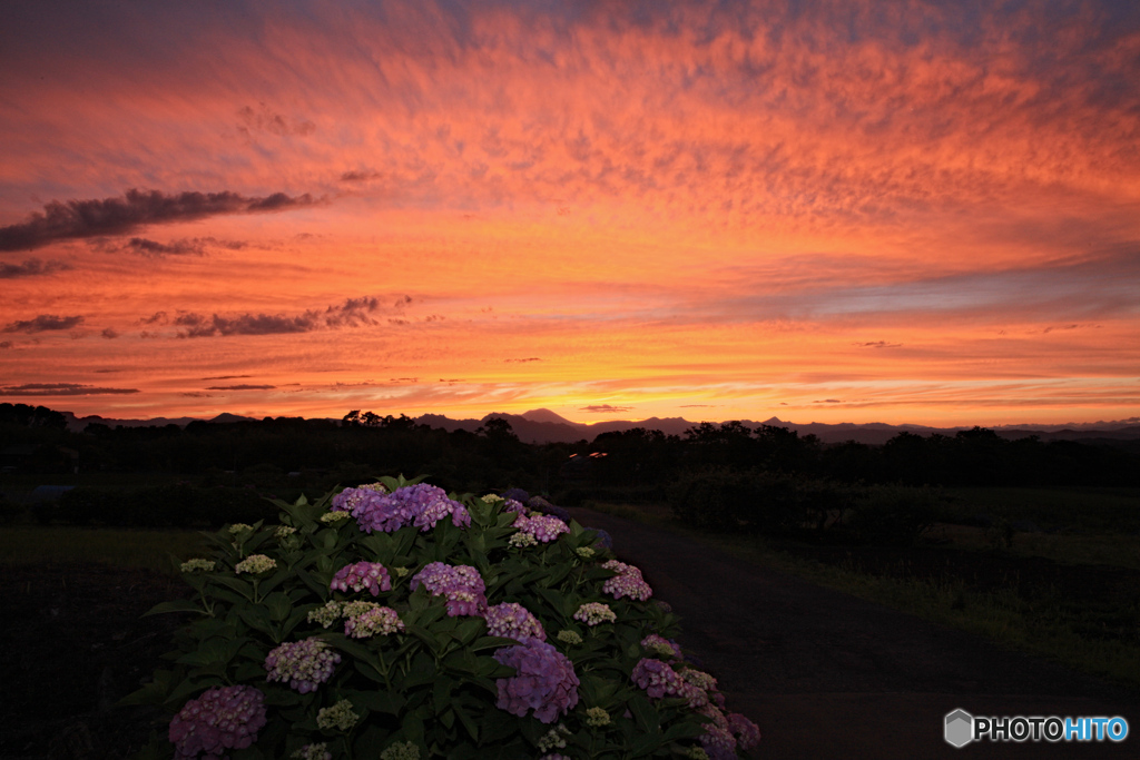 夕焼け紫陽花２