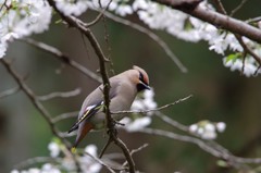 お花見キレンジャク