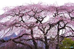 サクラ・サクラ