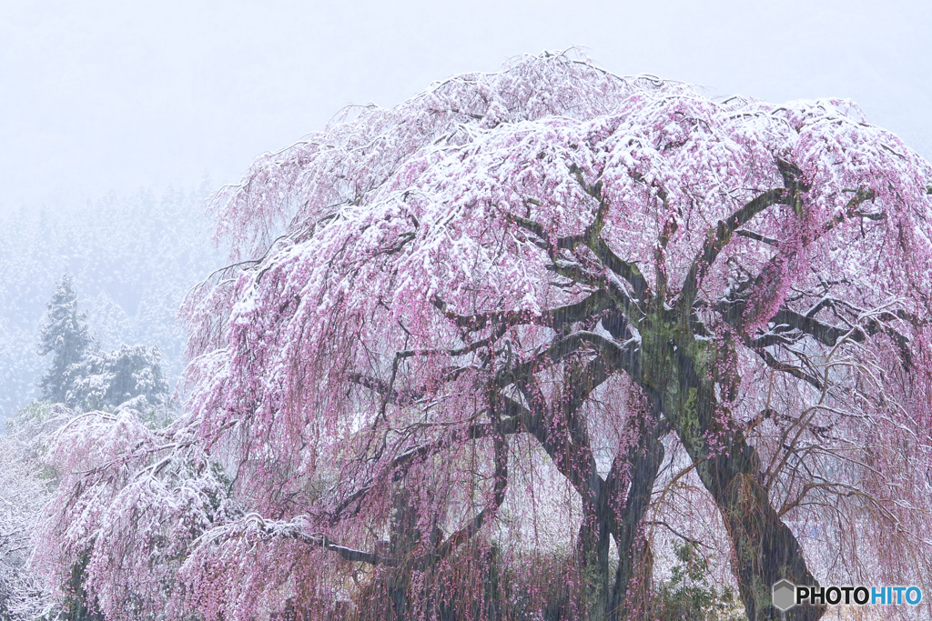 春雪