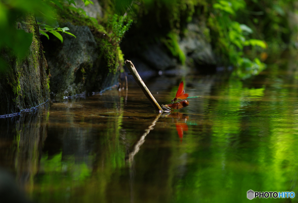 水辺の風景２