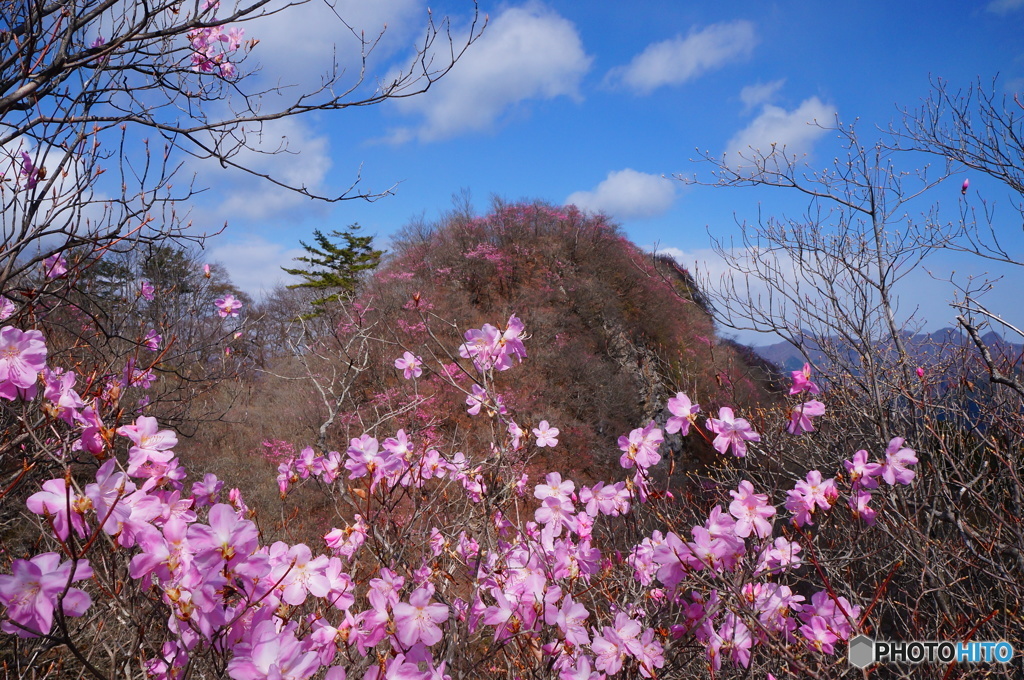 花を求めて５