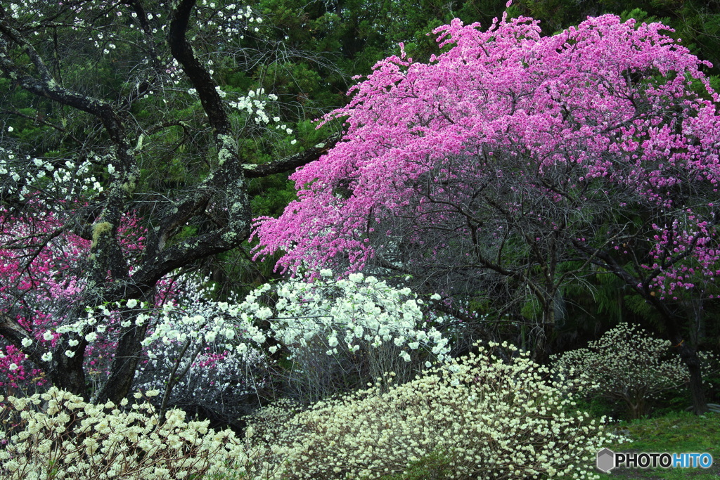 花桃１